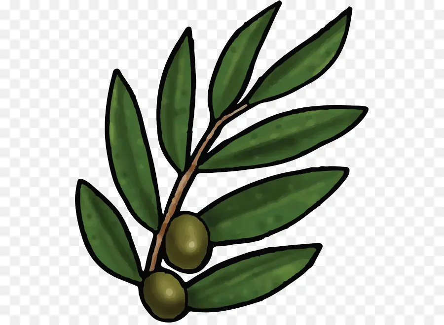 Branche D'olivier，Olive PNG