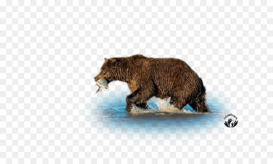 Grizzli，L Ours Brun PNG