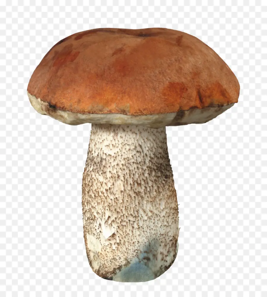 Shiitake，Pleurotus Eryngii PNG