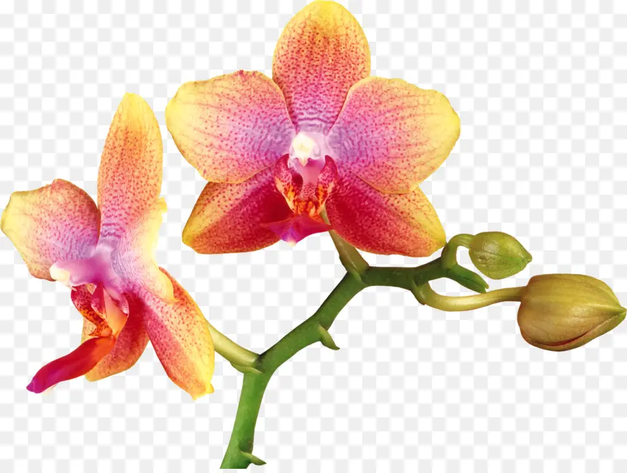 Orchidée，Floraison PNG