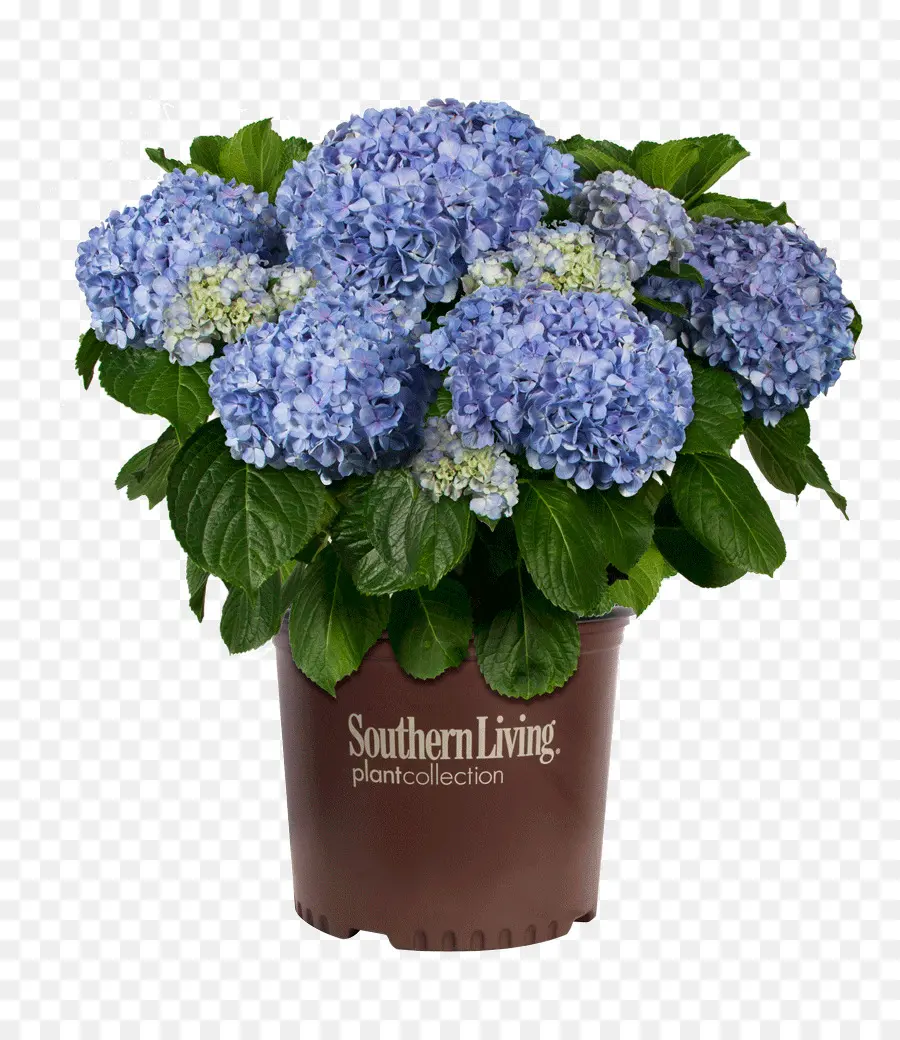 Fleurs Bleues，Pot PNG