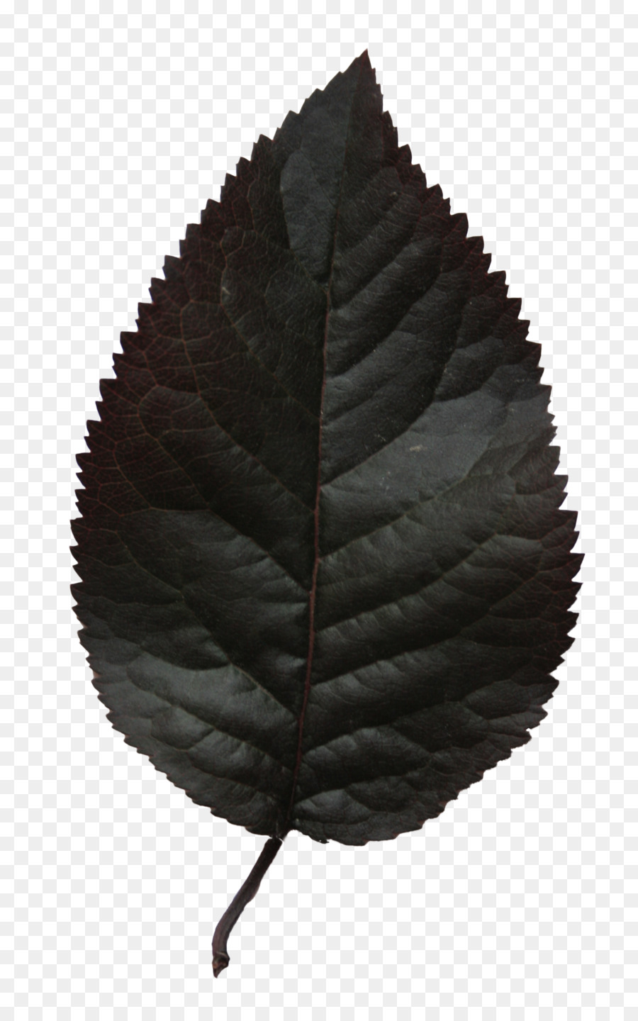 Feuille，Automne PNG