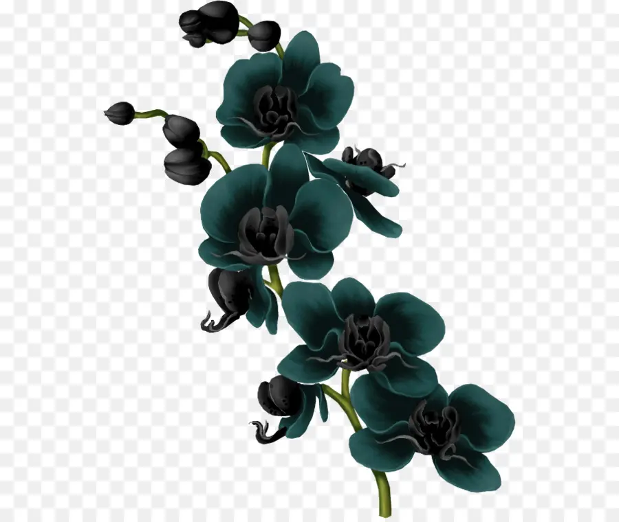 Orchidées Noires，Usine PNG