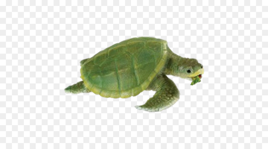 Tortue，Reptile PNG