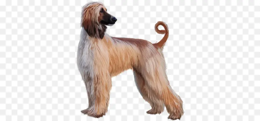 Chien，Animal De Compagnie PNG