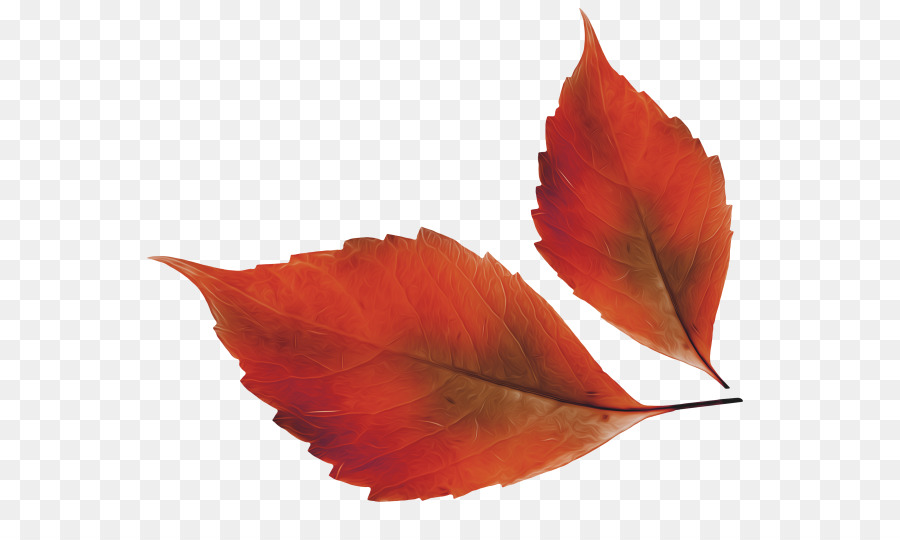 Feuilles D'automne，Automne PNG