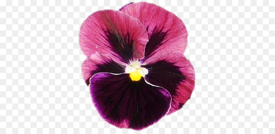 Fleurs Violettes，Fleurir PNG