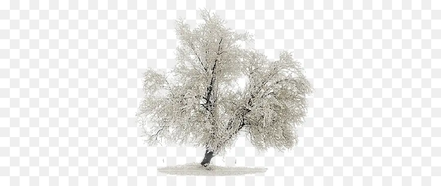 Arbre Enneigé，Hiver PNG