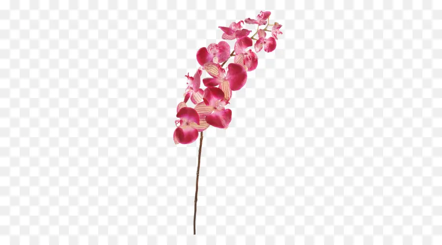 Orchidée Rose，Tige PNG