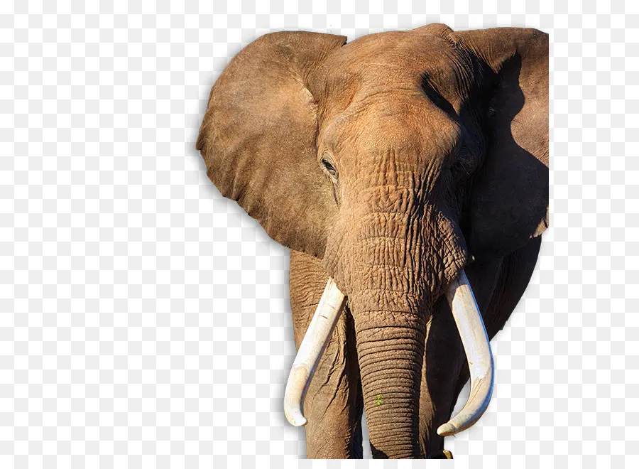 Éléphant De Savane D Afrique，Parc National Des éléphants D Addo PNG
