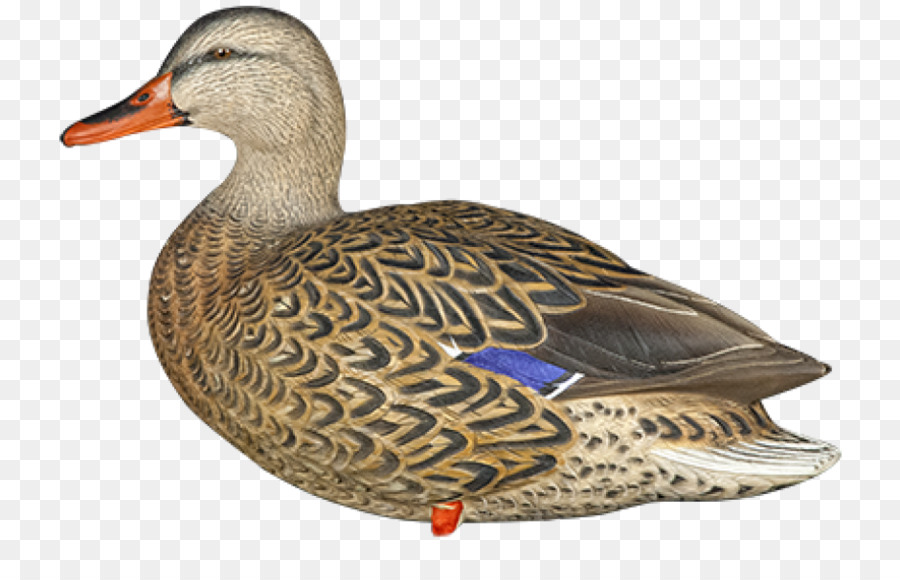 Canard，Oiseau PNG