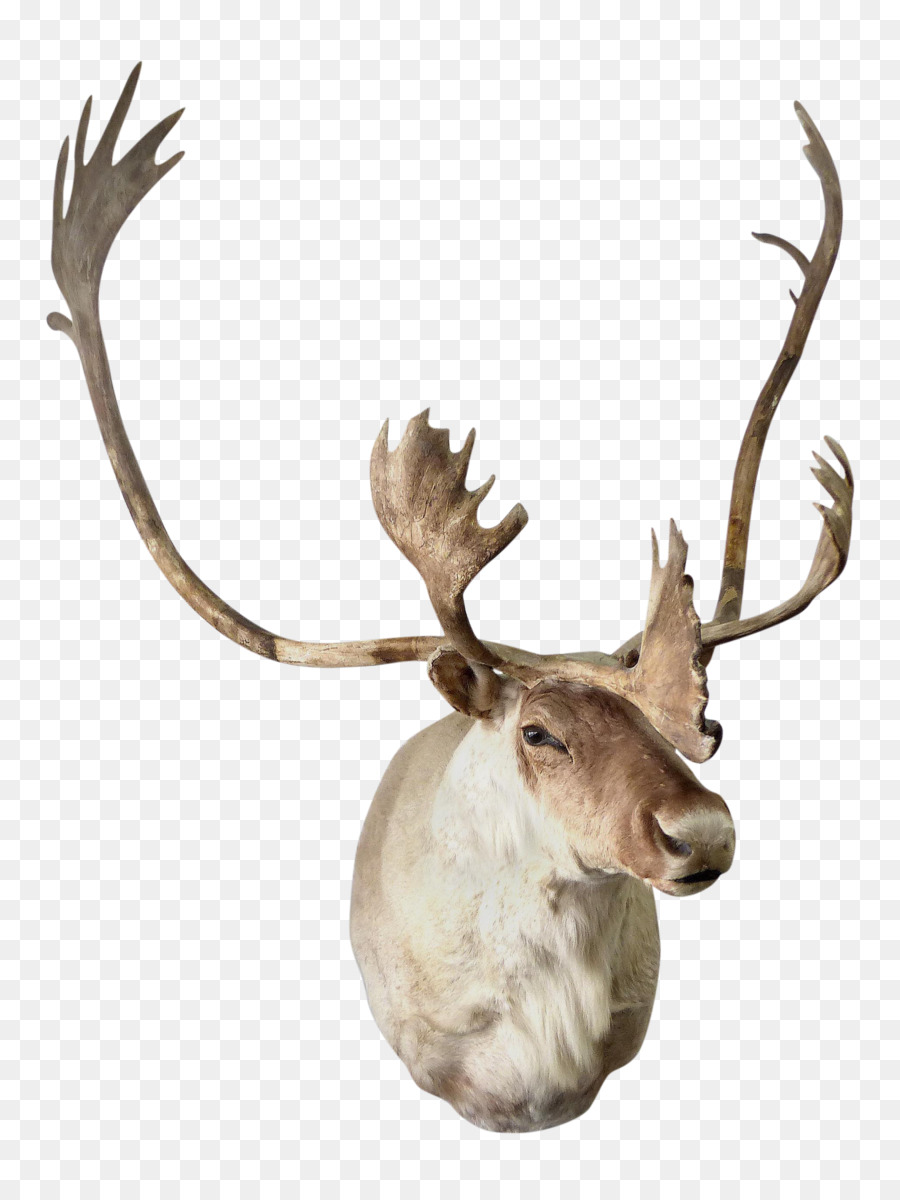 Cerf，Bois PNG