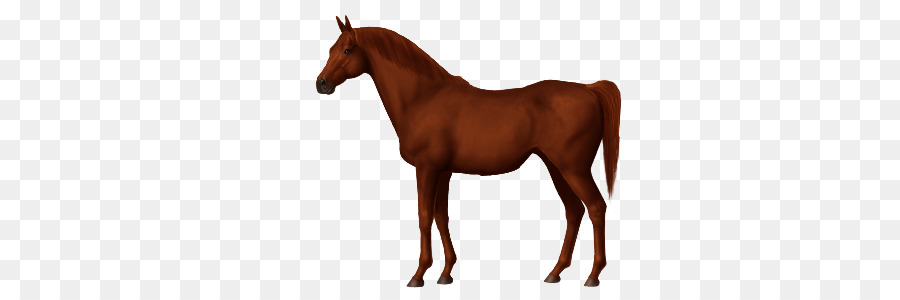 Cheval Criollo，Cheval Arabe PNG