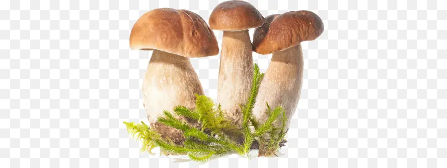 Champignons Collins Gem，Collins Champignons Florilège PNG