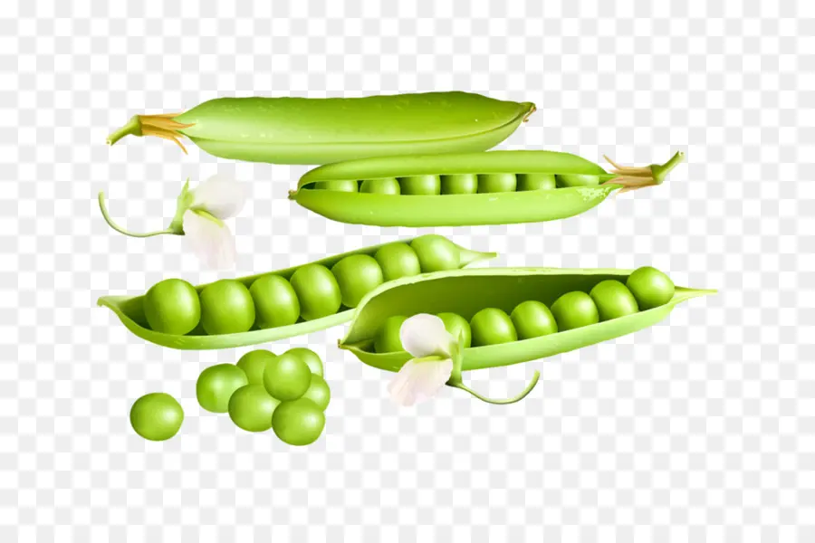 Pois Verts，Cosse PNG