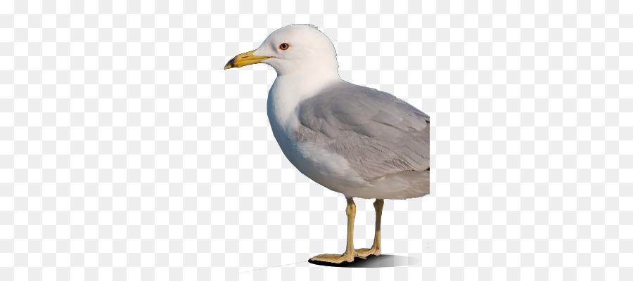 Mouette，Oiseau De Mer PNG