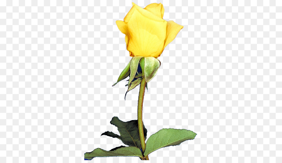 Rose Jaune，Rose PNG