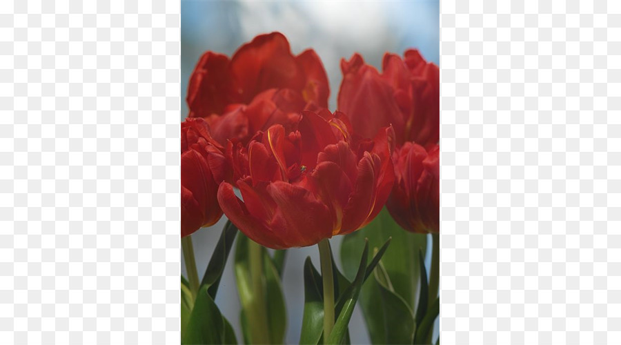 Tulipes Rouges，Fleurs PNG