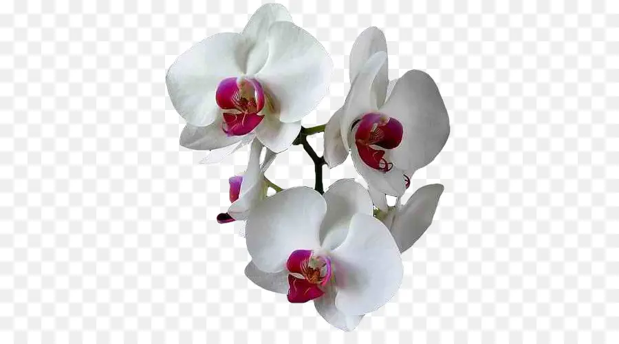 Orchidées Blanches，Pétales PNG