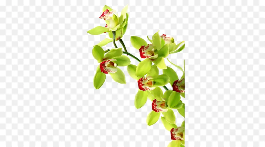 Les Orchidées，Vert PNG