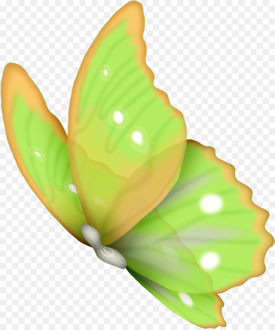 Papillon Vert，Ailes PNG