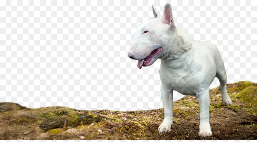 Bull Terrier，Bull Terrier Miniature PNG