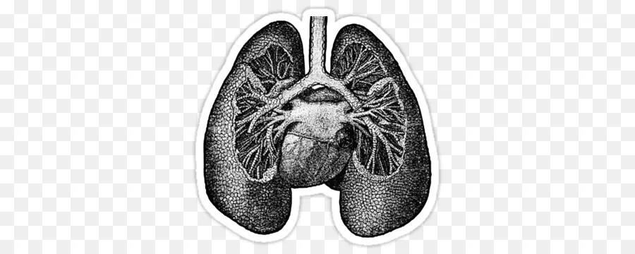 Poumon，Anatomie PNG