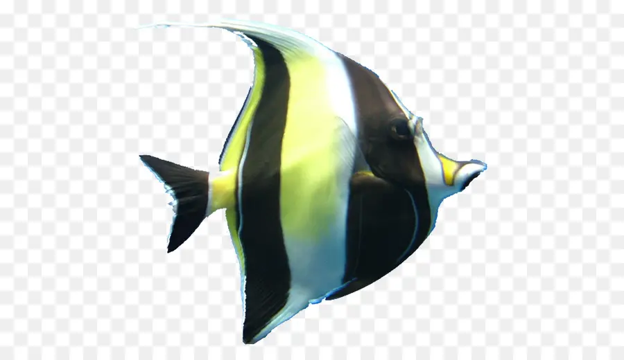 Poisson Coloré，Aquatique PNG