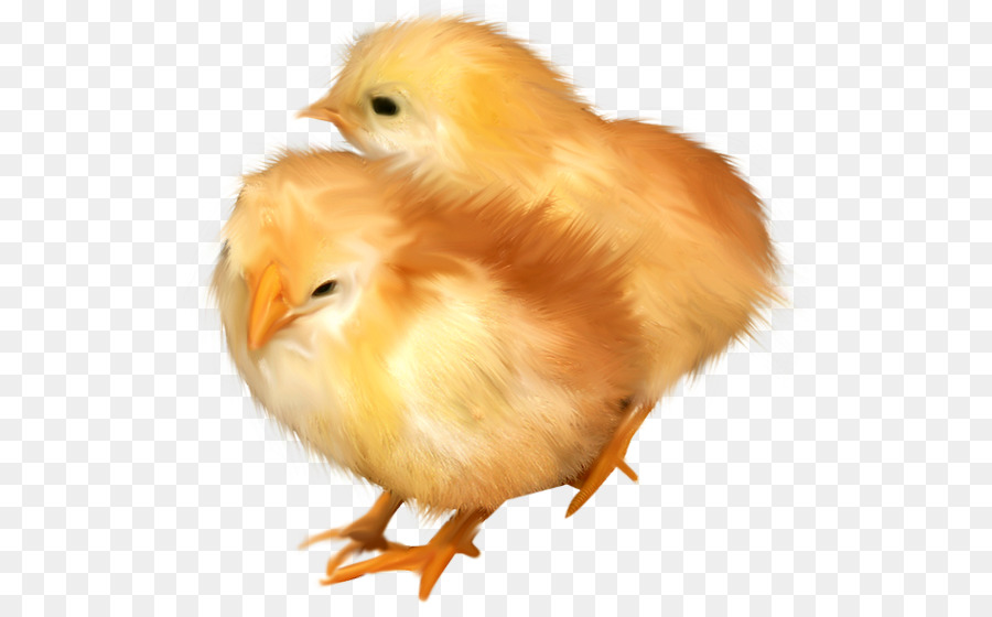 Poussins，Oisillons PNG