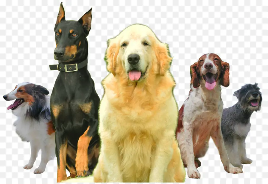 Race De Chien，Chien PNG