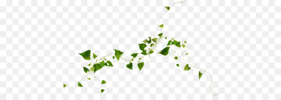 Vigne Verte，Feuilles PNG