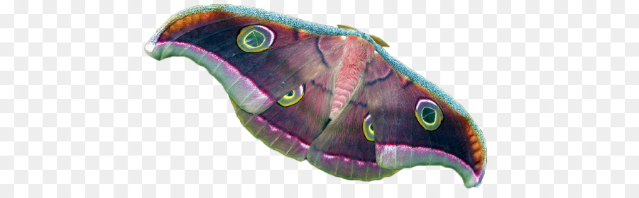 Papillon，Ver à Soie PNG