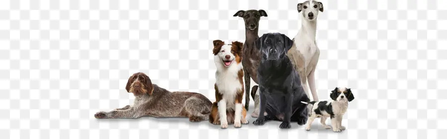 Groupe De Chiens，Animaux De Compagnie PNG