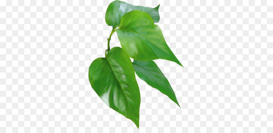 Plante Verte，Feuilles PNG