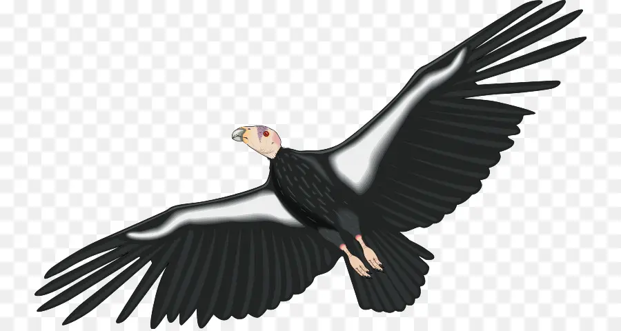 Condor，Condor De Californie PNG