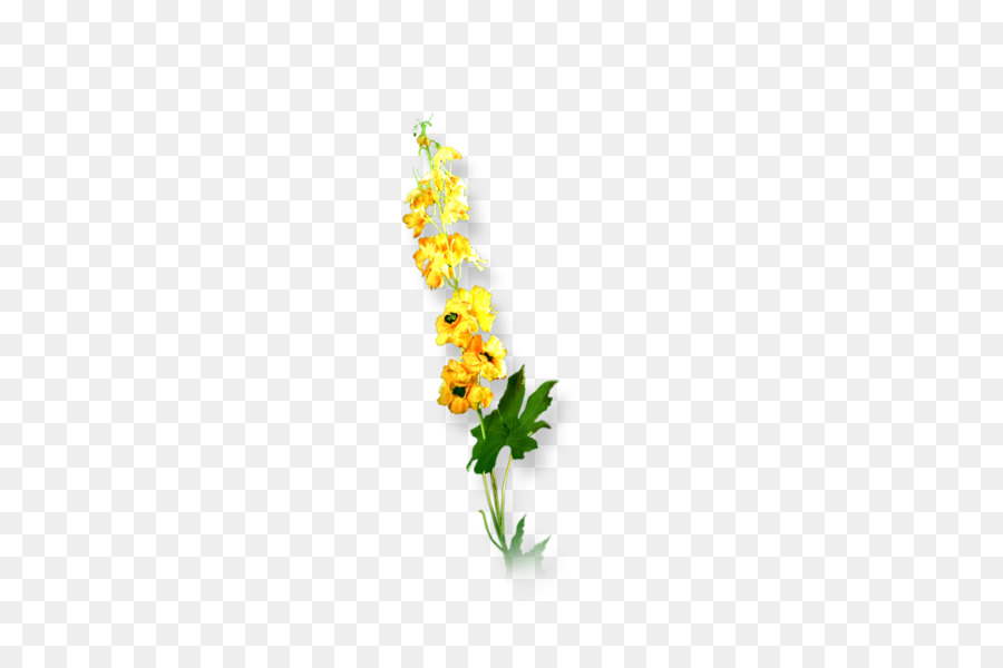 Fleur Jaune，Fleur PNG