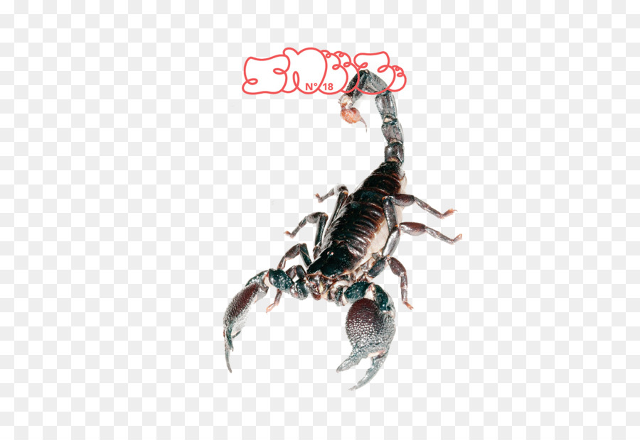 Scorpion，Magazine PNG