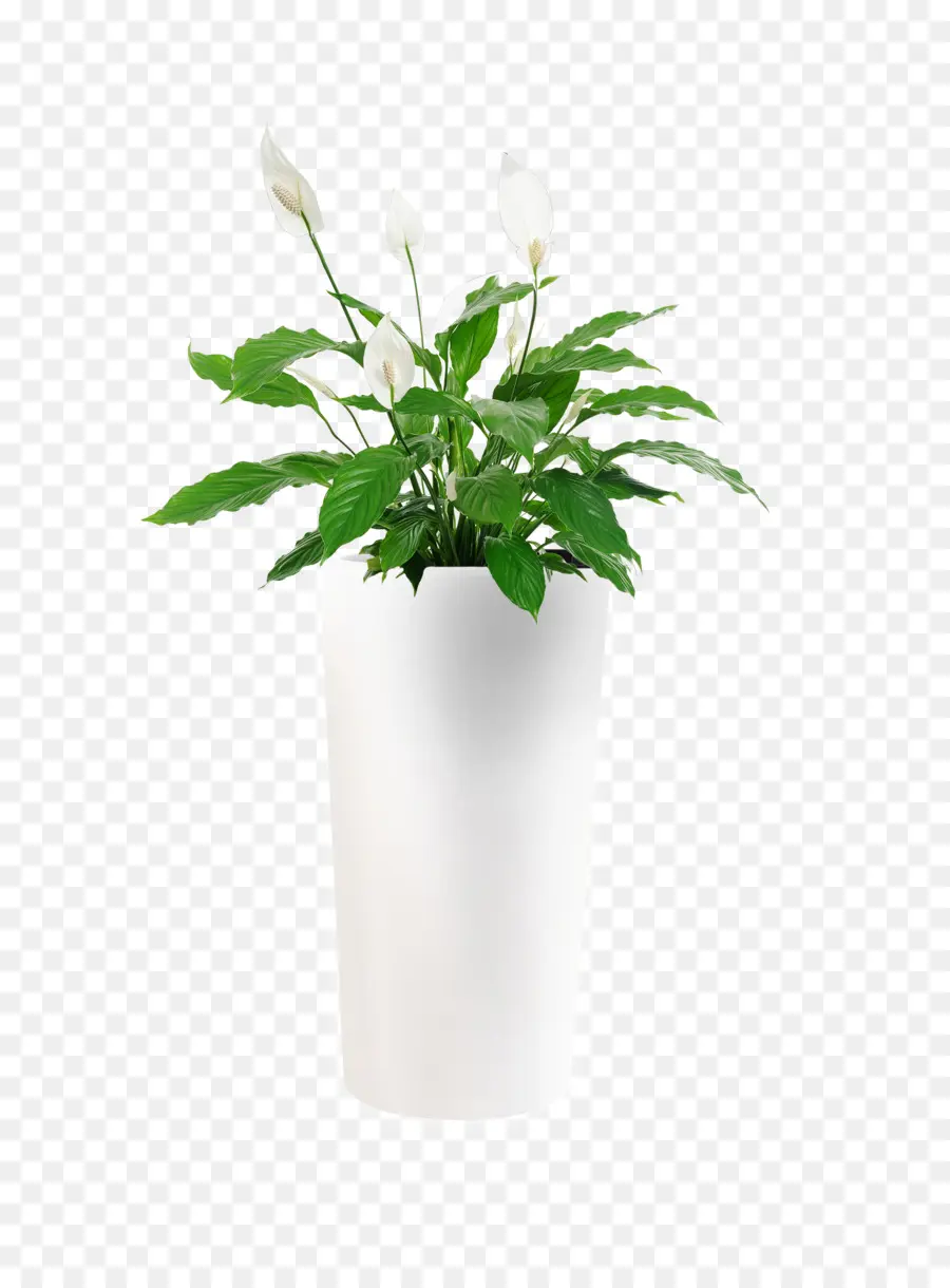 Plante En Pot，Pot PNG