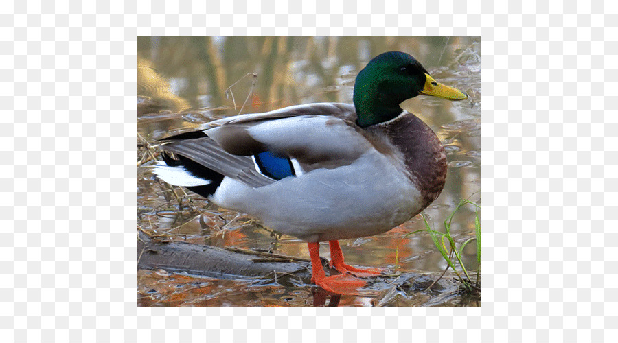 Mallard，Canard PNG