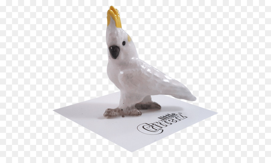 Cacatoès，Oiseau PNG