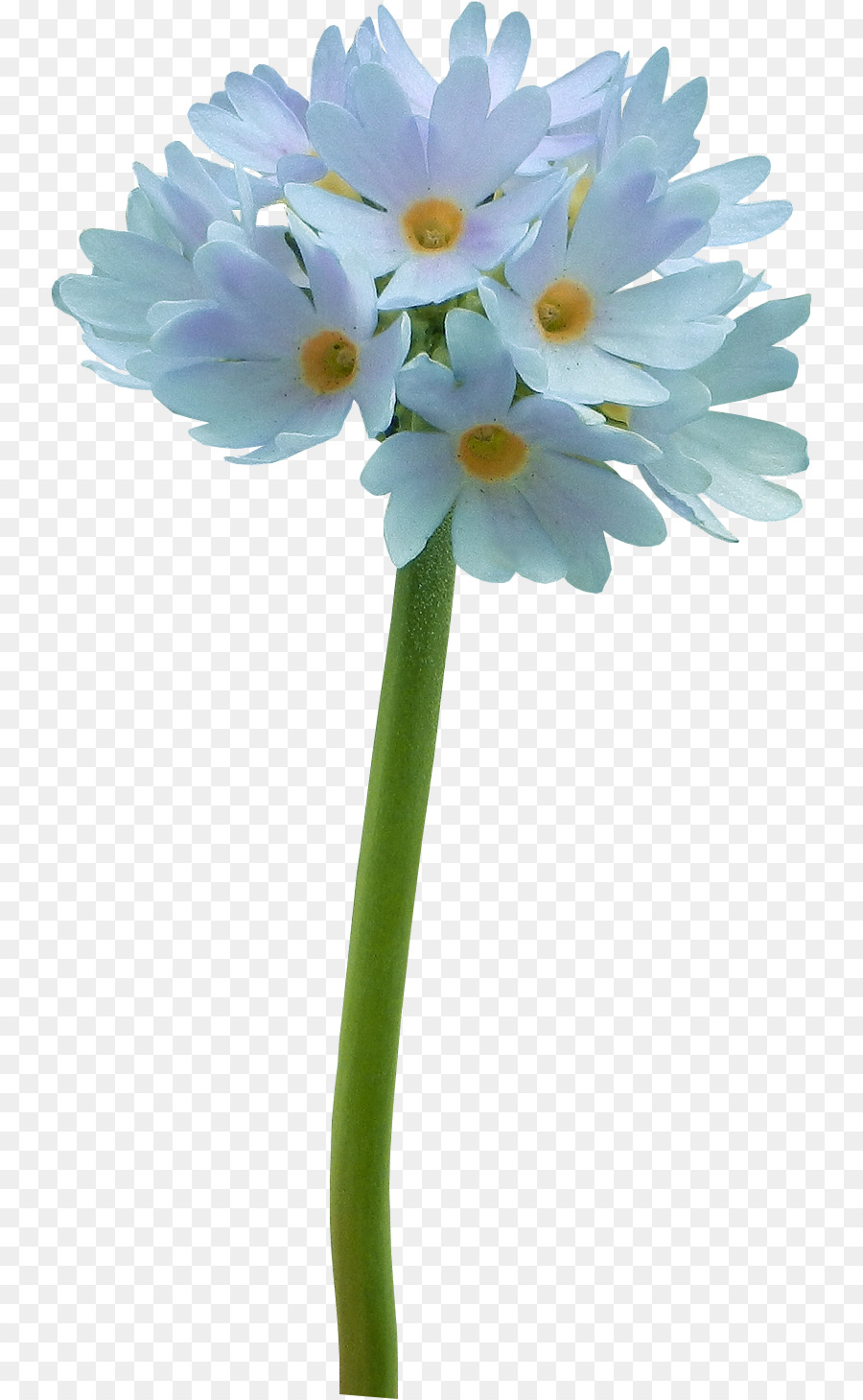 Fleur Jaune，Usine PNG