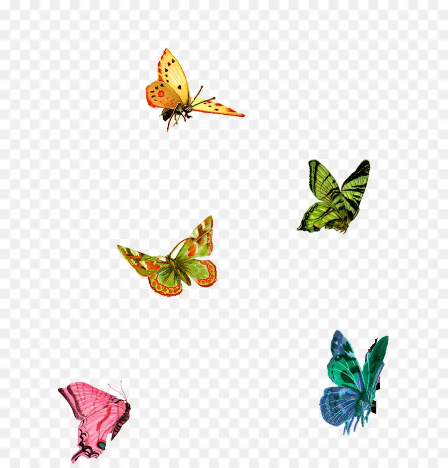 Papillons，Insectes PNG