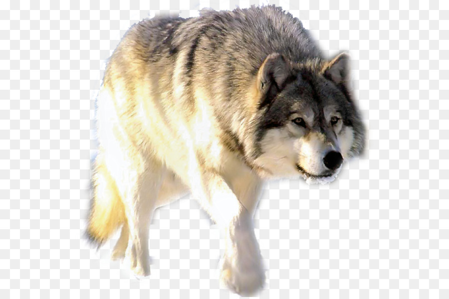 Loup，Hurlement PNG