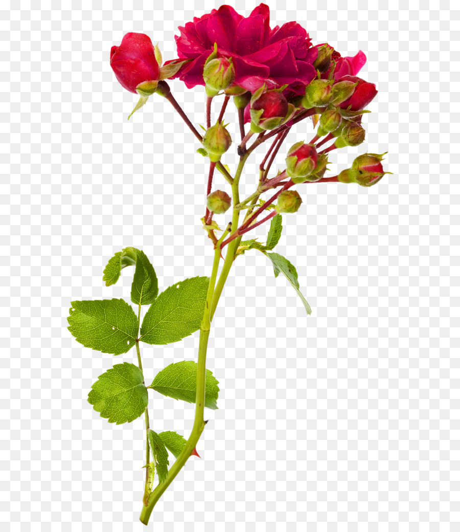 Fleur Rose，Fleur PNG