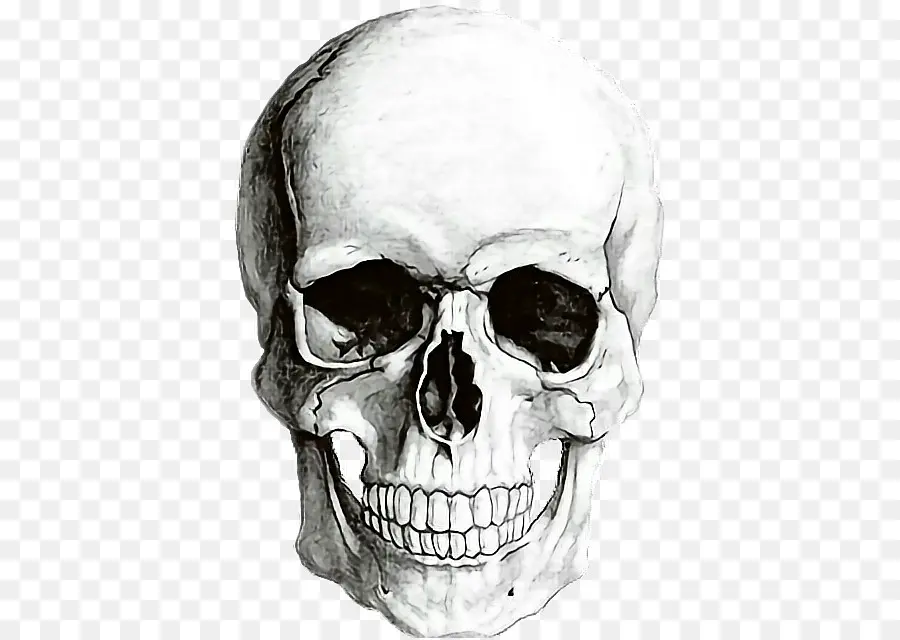 Crâne Humain Symbolisme，Crâne PNG