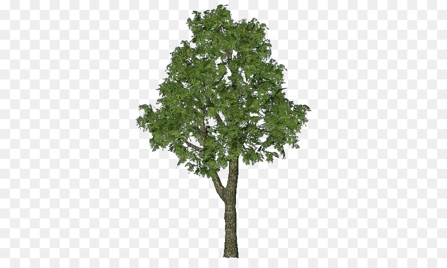 Arbre Vert，Usine PNG