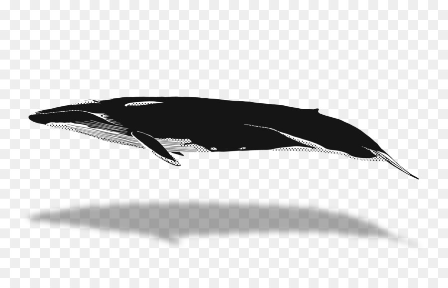 Dauphin，Baleine PNG