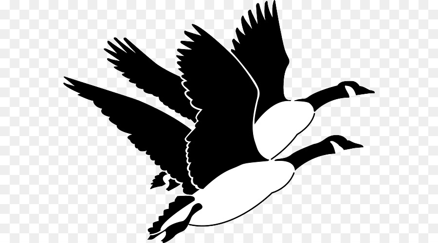 Oie，Oiseau PNG