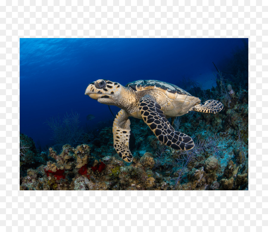 Tortue，Mer PNG