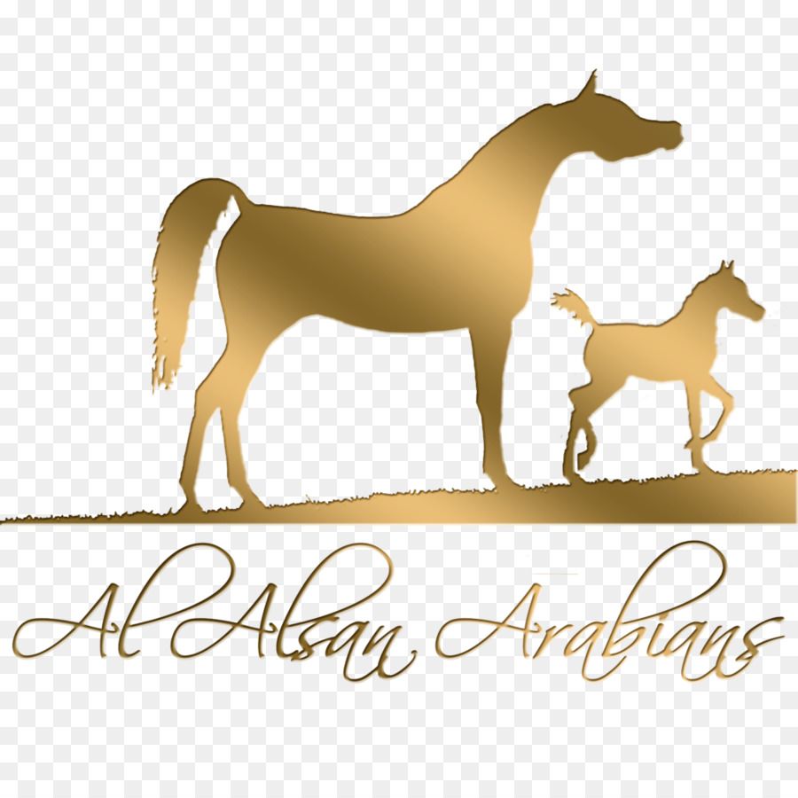 Cheval Et Poulain，Al Alsan PNG